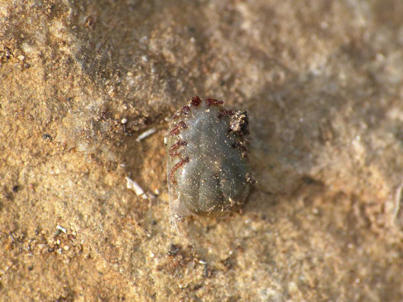 Zecca: probabile Hyalomma sp.